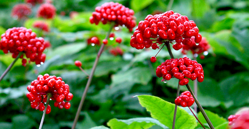 ginseng pentru marirea penisului